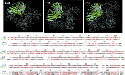 Human Single-chain Variable Fragments Neutralize Pseudomonas aeruginosa Quorum Sensing Molecule, 3O-C12-HSL, and Prevent Cells From the HSL-mediated Apoptosis